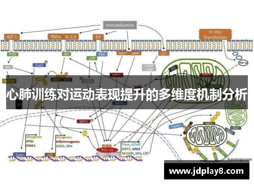 心肺训练对运动表现提升的多维度机制分析